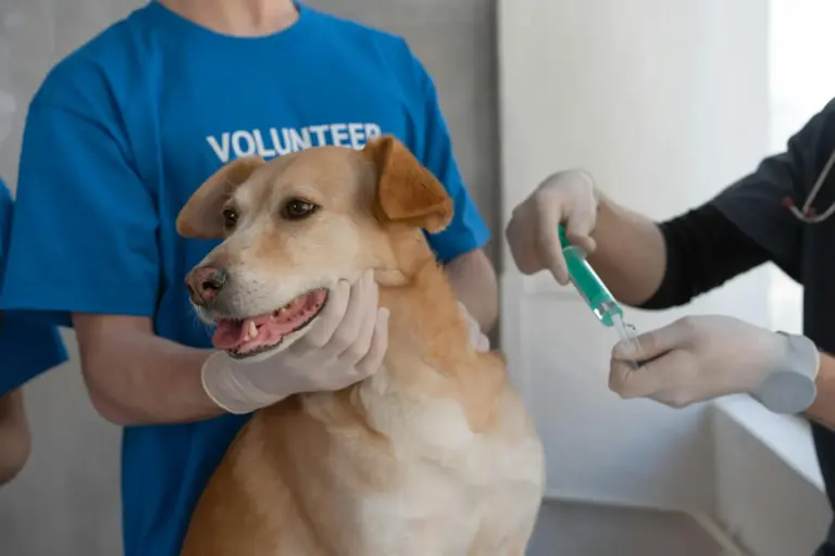 Souscription d&rsquo;une assurance en cas de maladie chez le chien