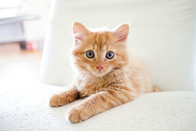 Conseils pour protéger votre chaton du froid
