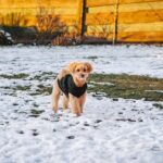 Maltipoo