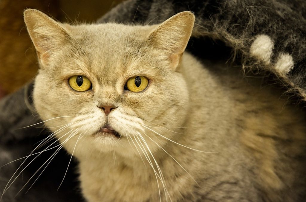 vieux chat