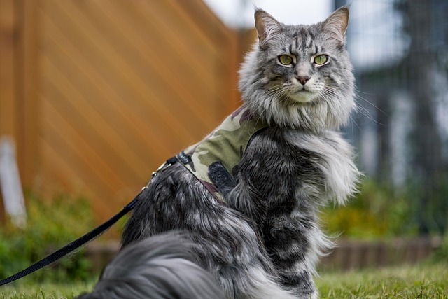 Fiches races de chats