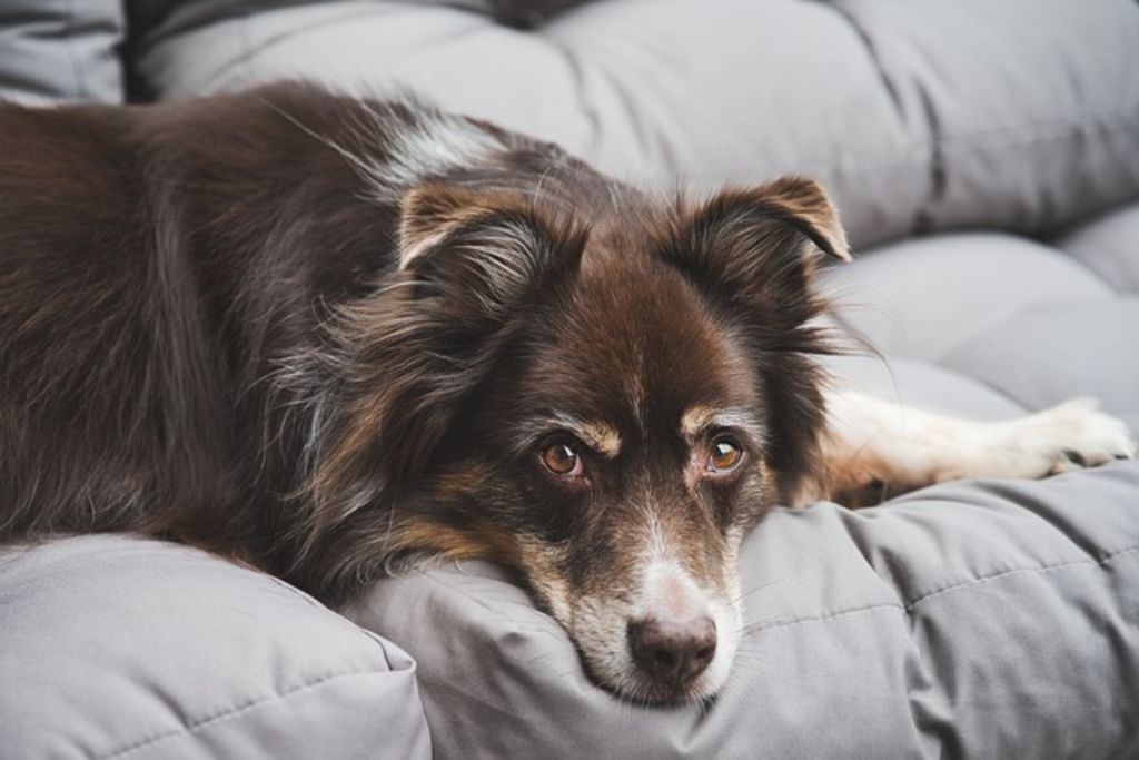 animal préféré chien