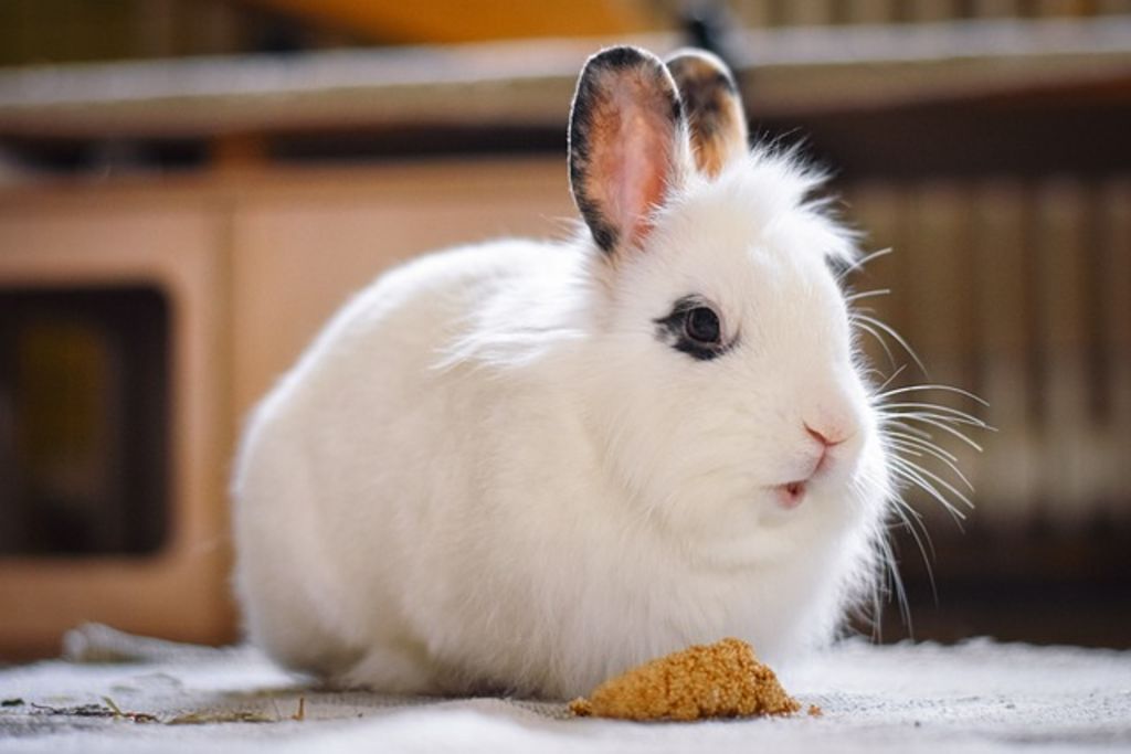 animal préféré lapin