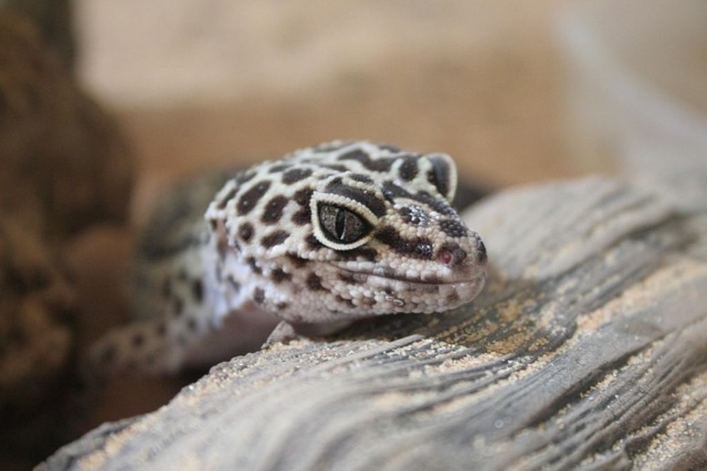 animal préféré reptile