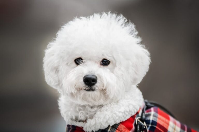 Diagnostic et traitement de la cataracte chez le chien