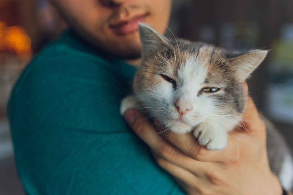 chat âgé et homme