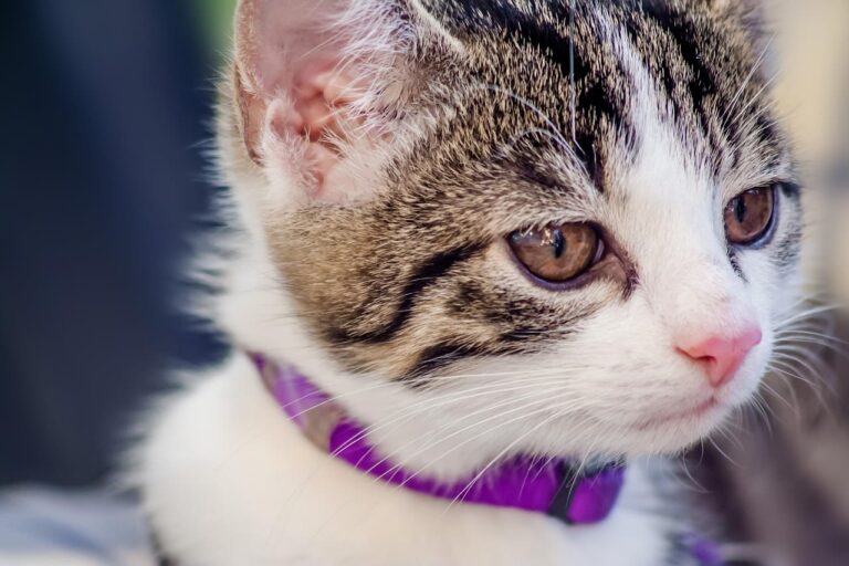 Les maladies des chats