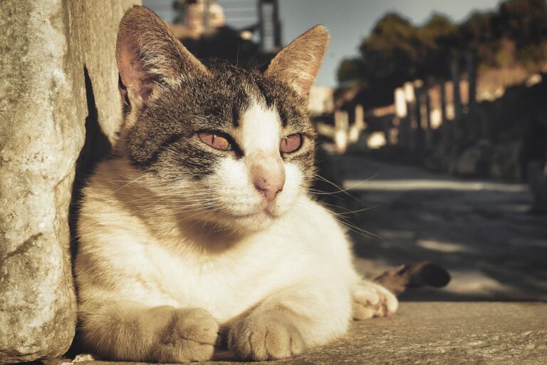 Castration chez le chat : questions réponses