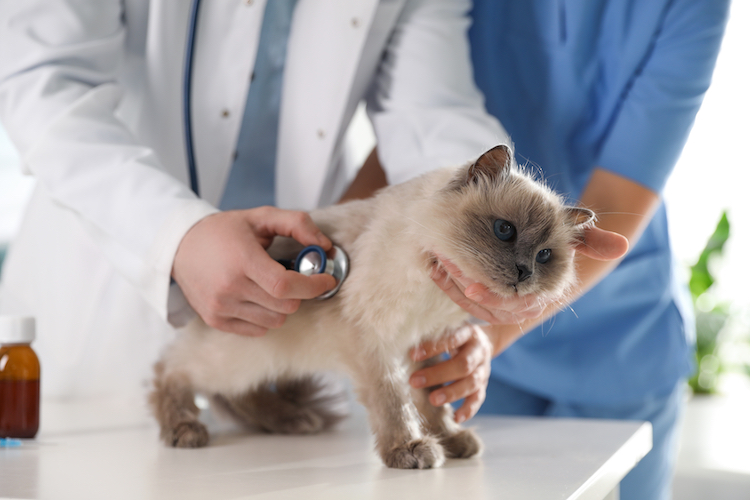 Quelle assurance choisir pour votre chat de race ?