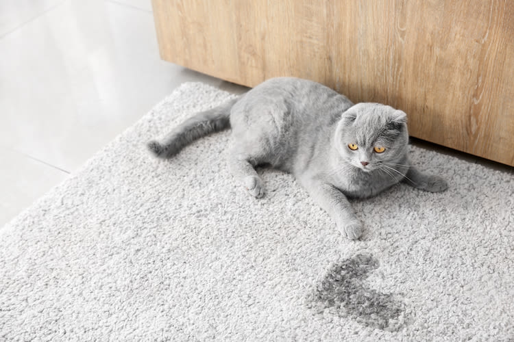 Pourquoi mon chat fait-il pipi à côté de sa litière : causes et solutions efficaces