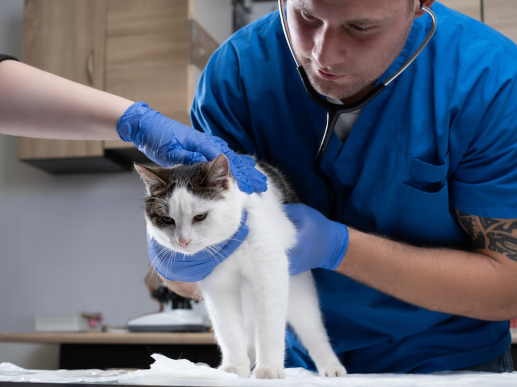 chat malpropre marquage urinaire