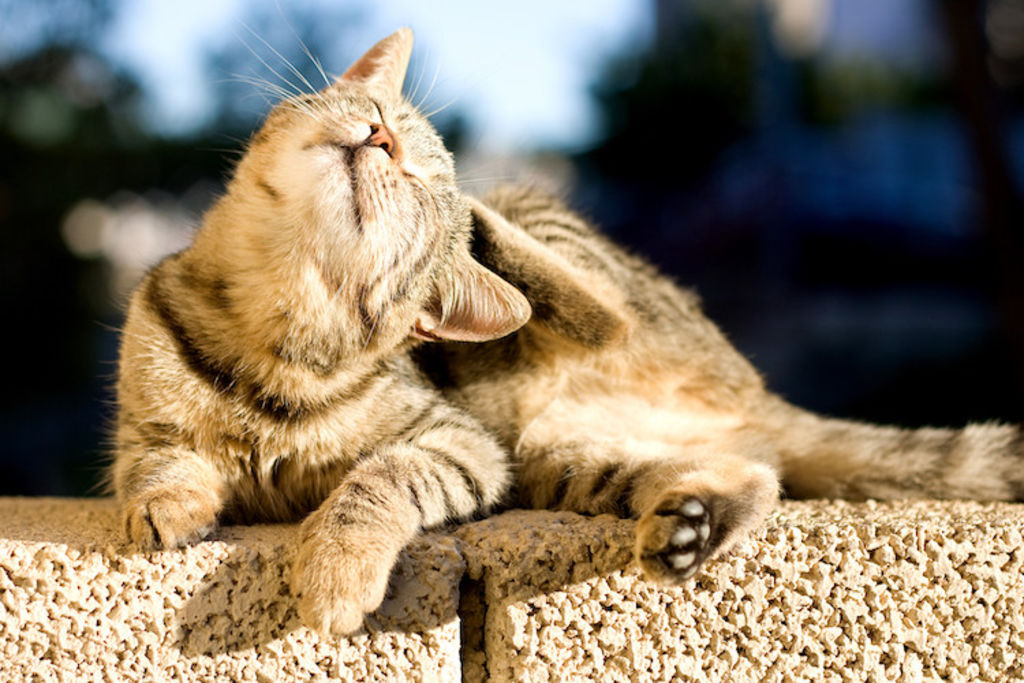 chat qui se gratte teigne