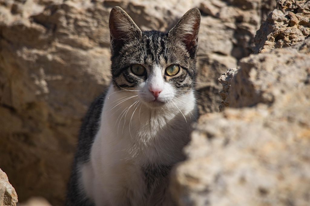 chat tigre rocher