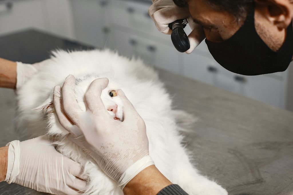 visite veterinaire chat