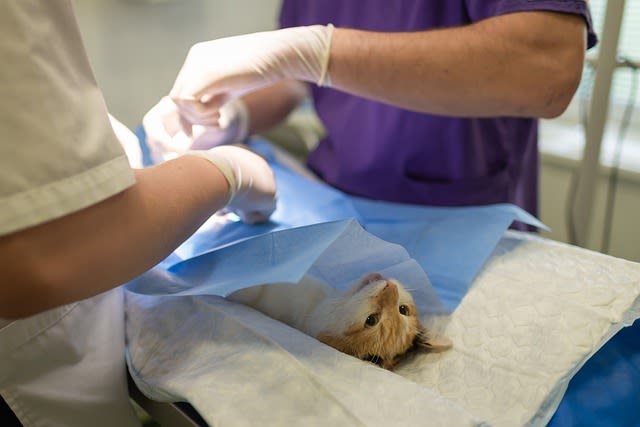 Guide complet des soins vétérinaires pour votre chat : consultations, tarifs et conseils pratiques