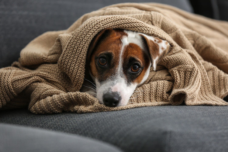 Maladies des chiens