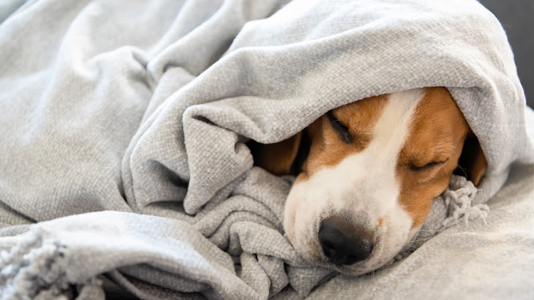 Faut-il couvrir son chien quand il dort ?
