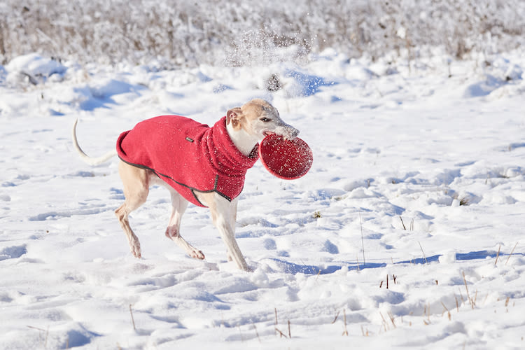 À partir de quelle température un chien a-t-il réellement froid ?