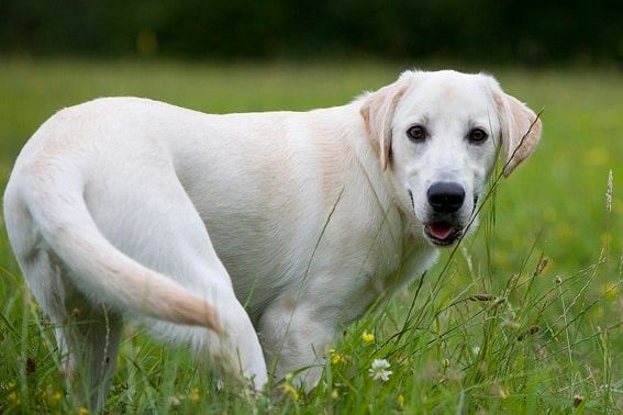 Actualités des chiens