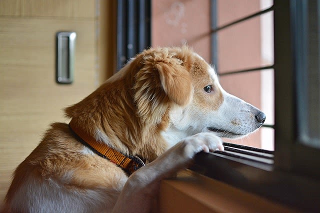 Peut-on laisser son chien dehors la journée ?