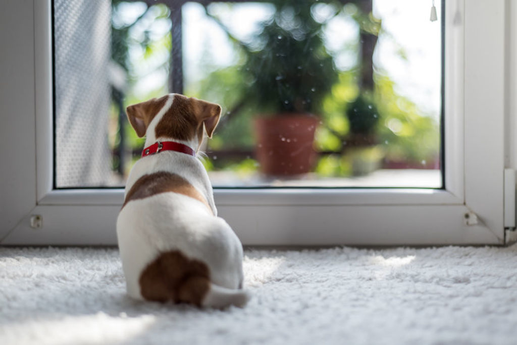 laisser_son_chien_seul