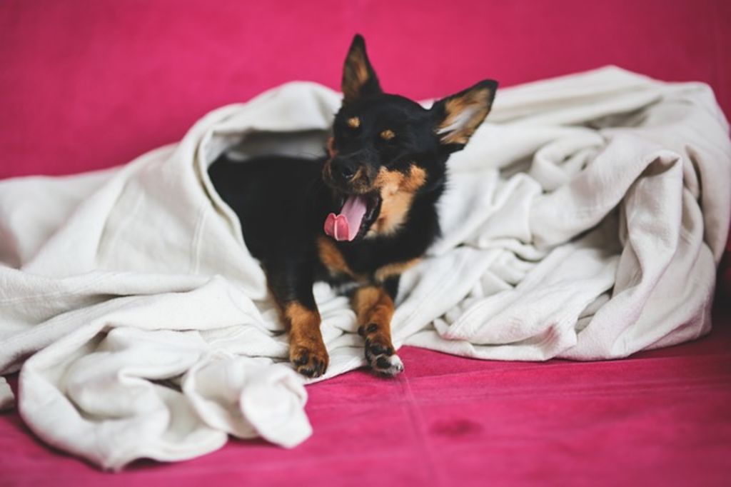 le chien et sa couverture