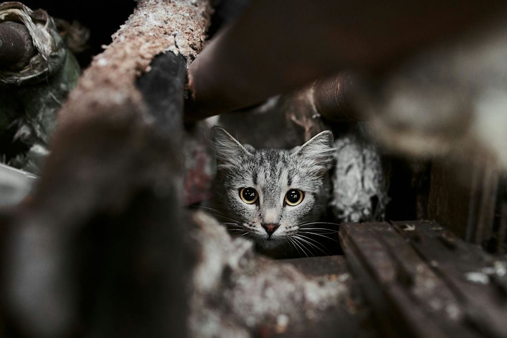 Chat extérieur qui s'abrite