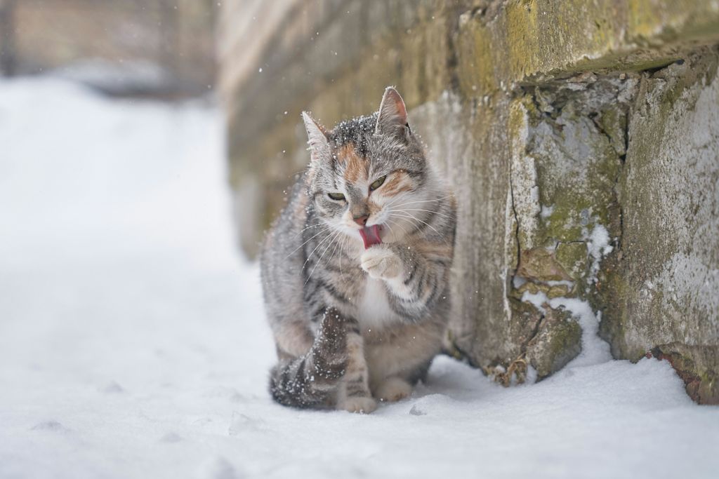 Chat qui lèche ses coussinets