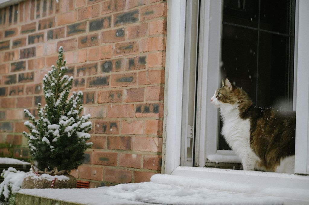 Chat prêt à sortir d'une maison