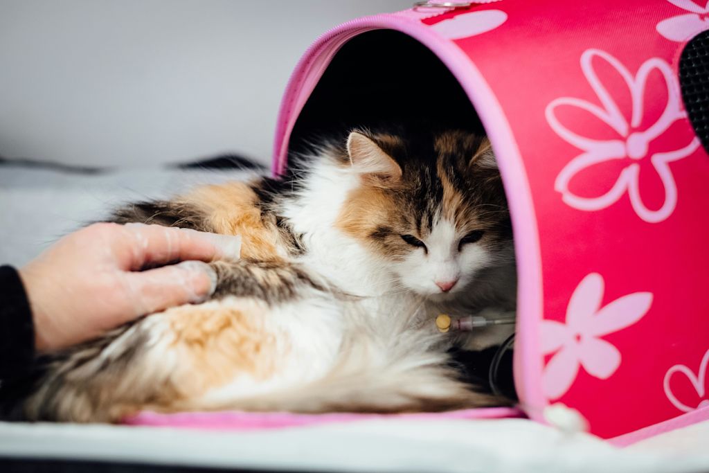 Chat caressé