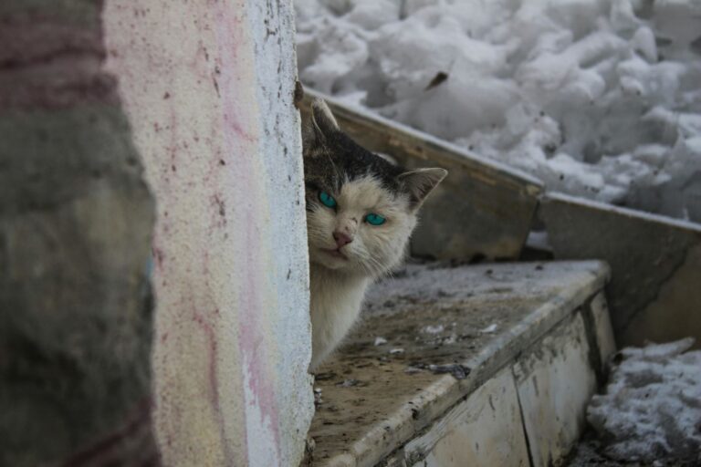 Chat qui sort dans le froid : prévention et conseils