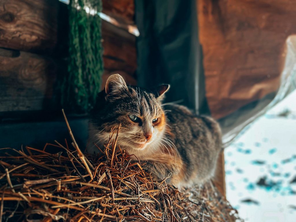 Chat à l'abri