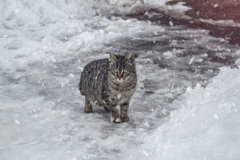 Un chat peut-il mourir de froid ?