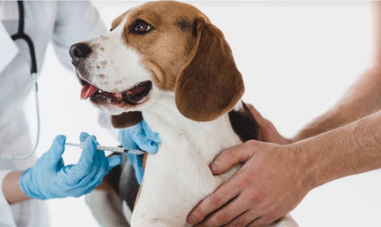 Quel est le prix des vaccins pour un chien ?