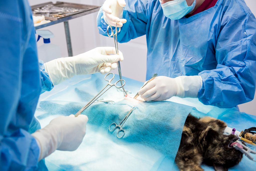 sterilisation d un chat