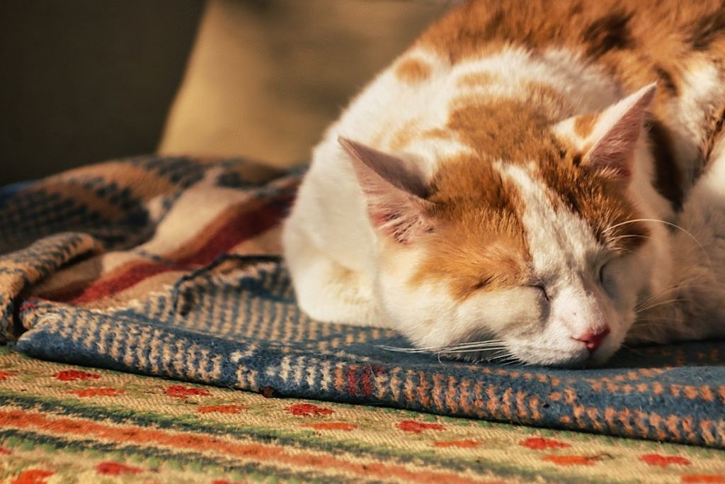 chat couch&eacute;