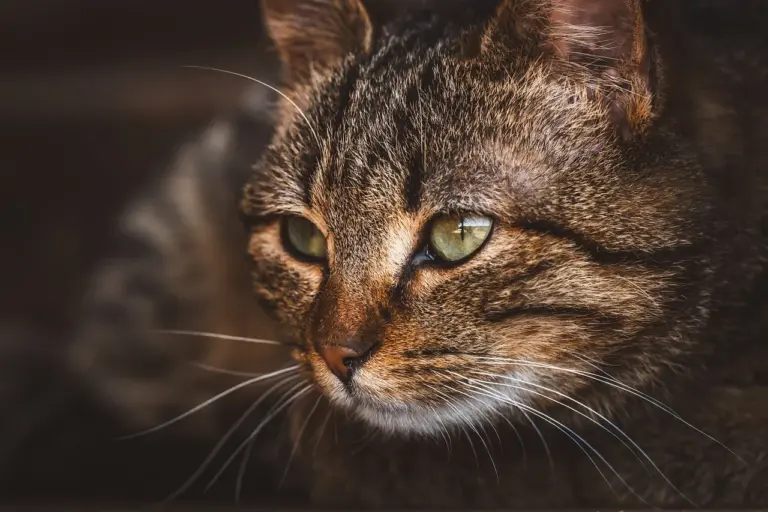 Prix et budget à prévoir pour un chat