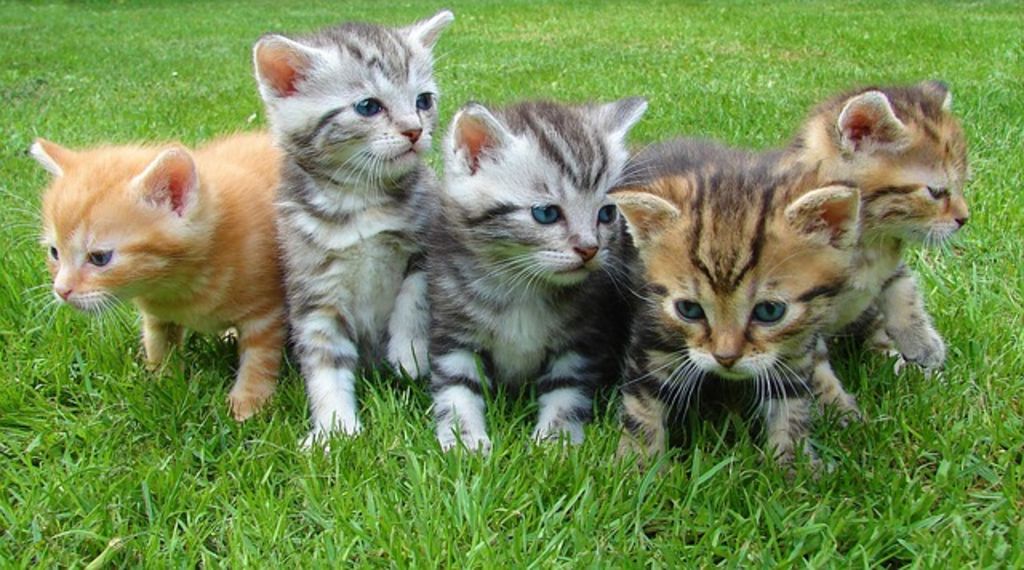 identification chatons