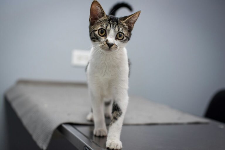 Coût de l&rsquo;identification d&rsquo;un chat en 2025 : prix de la puce électronique et du tatouage