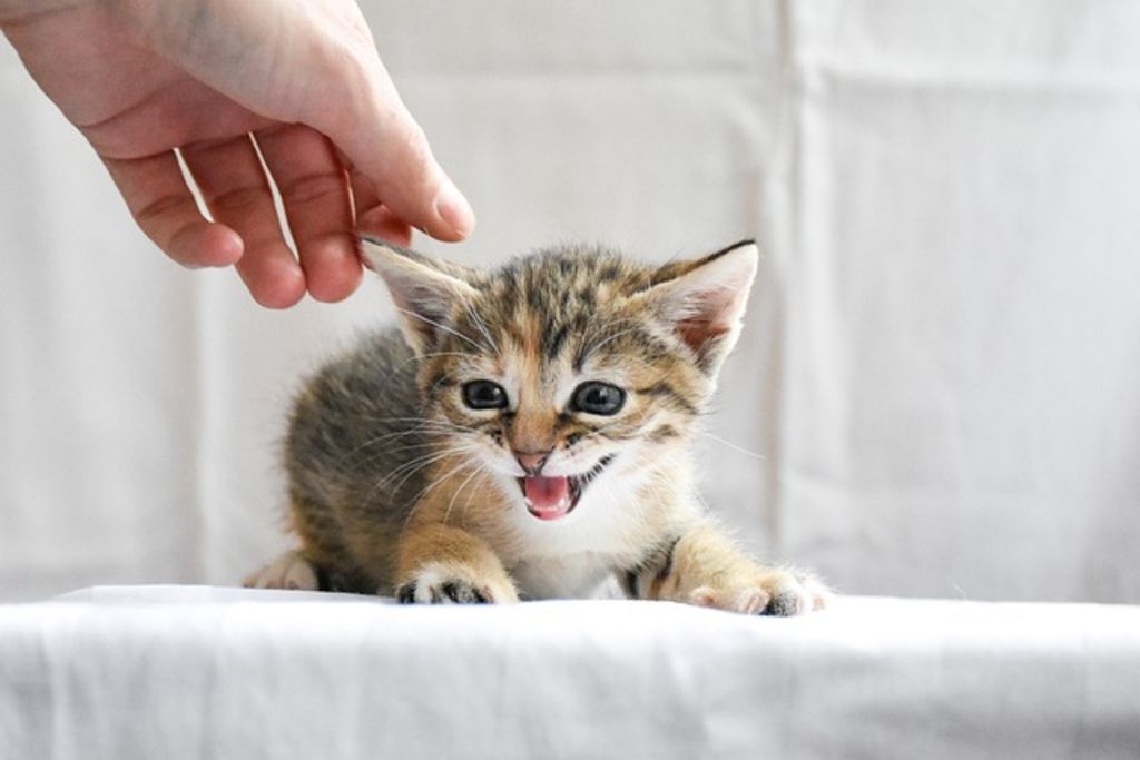 identification chaton