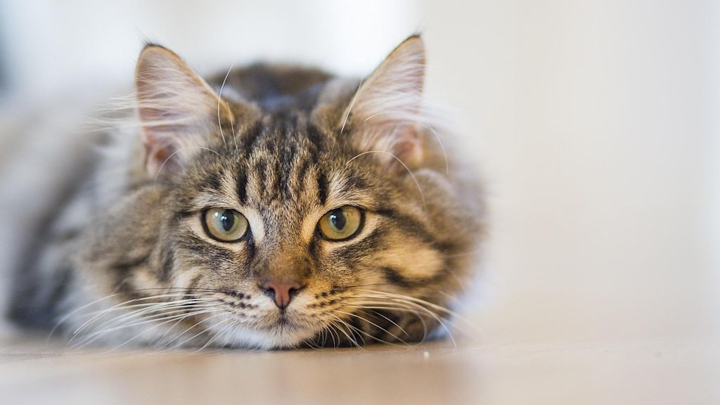 chat tigre poils longs