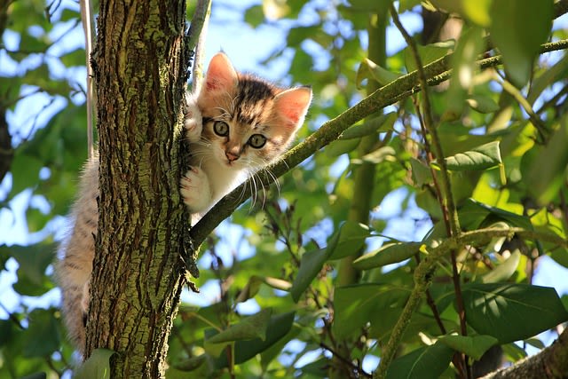 Budget chaton 2025 : quels prix pour l&rsquo;adoption et l&rsquo;entretien ?