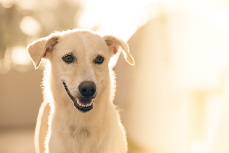 Prix et conseils pour la castration du chien