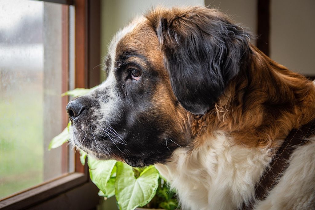 chien croisé de profil fenetre