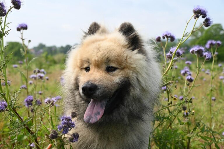 Combien coûte un détartrage chez le chien ?