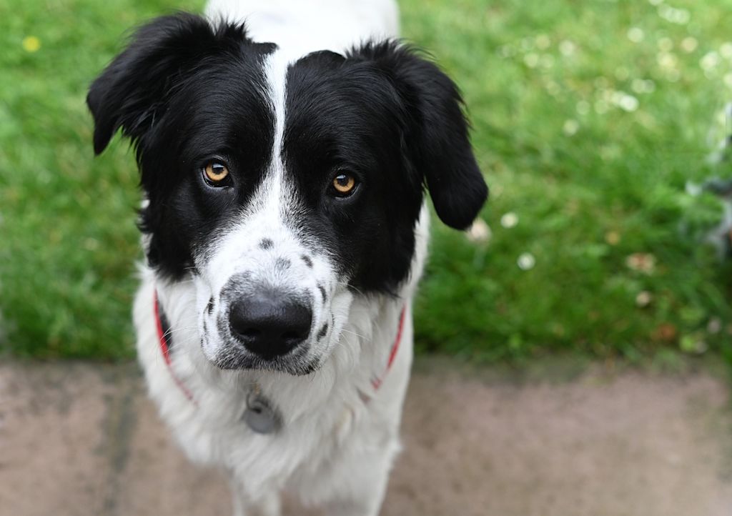 chien noir et blanc herbe collier rouge