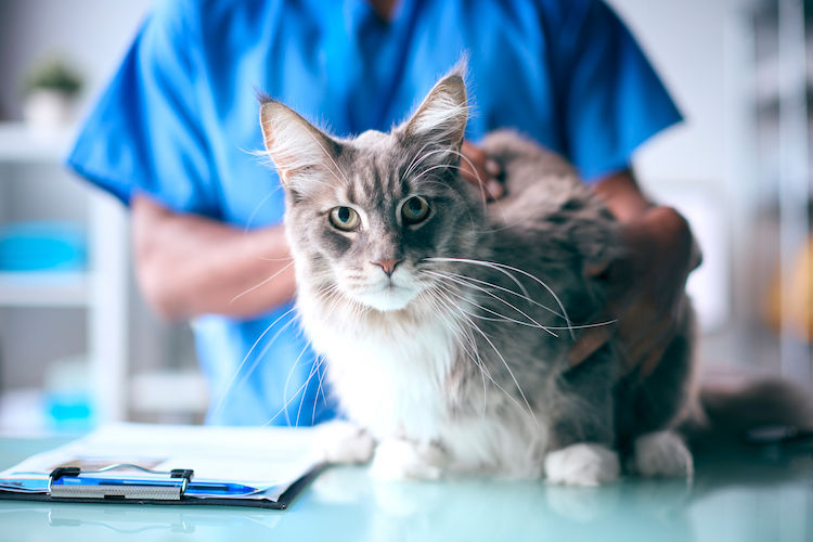 Stérilisation du chat et prise en charge par l&rsquo;assurance santé animale