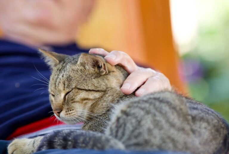 Le ronronnement du chat : un mode de communication 