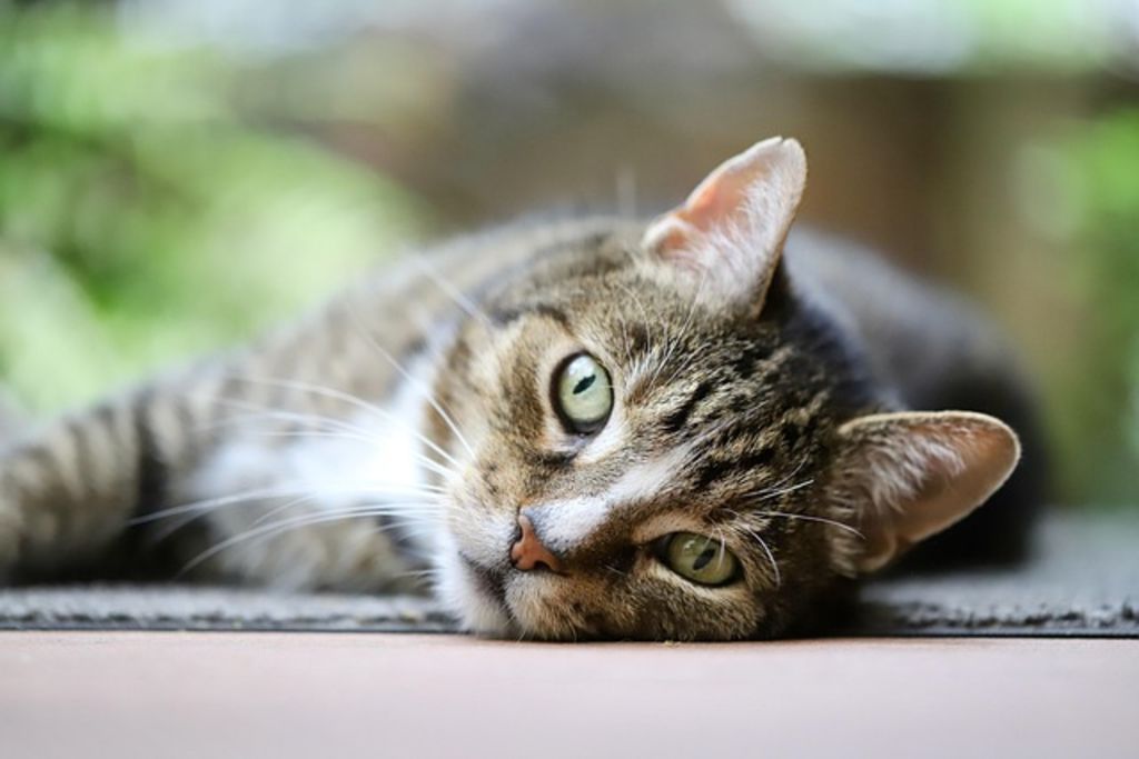 Chat malade