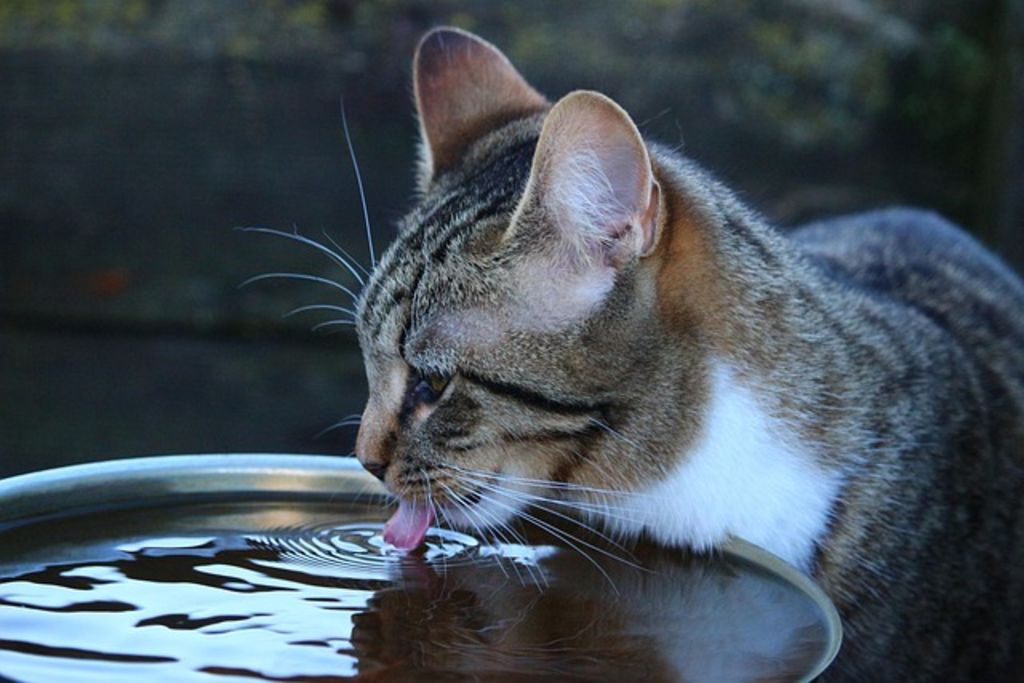 Chat qui boit